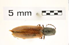 Foto (Dorsalansicht) von Metanomus lutescens (Fall, 1910) (NHMW-ZOO-COL-0008340)